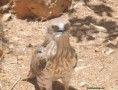/album/photo-gallery-photogallery/short-toed-eagle-jpg/
